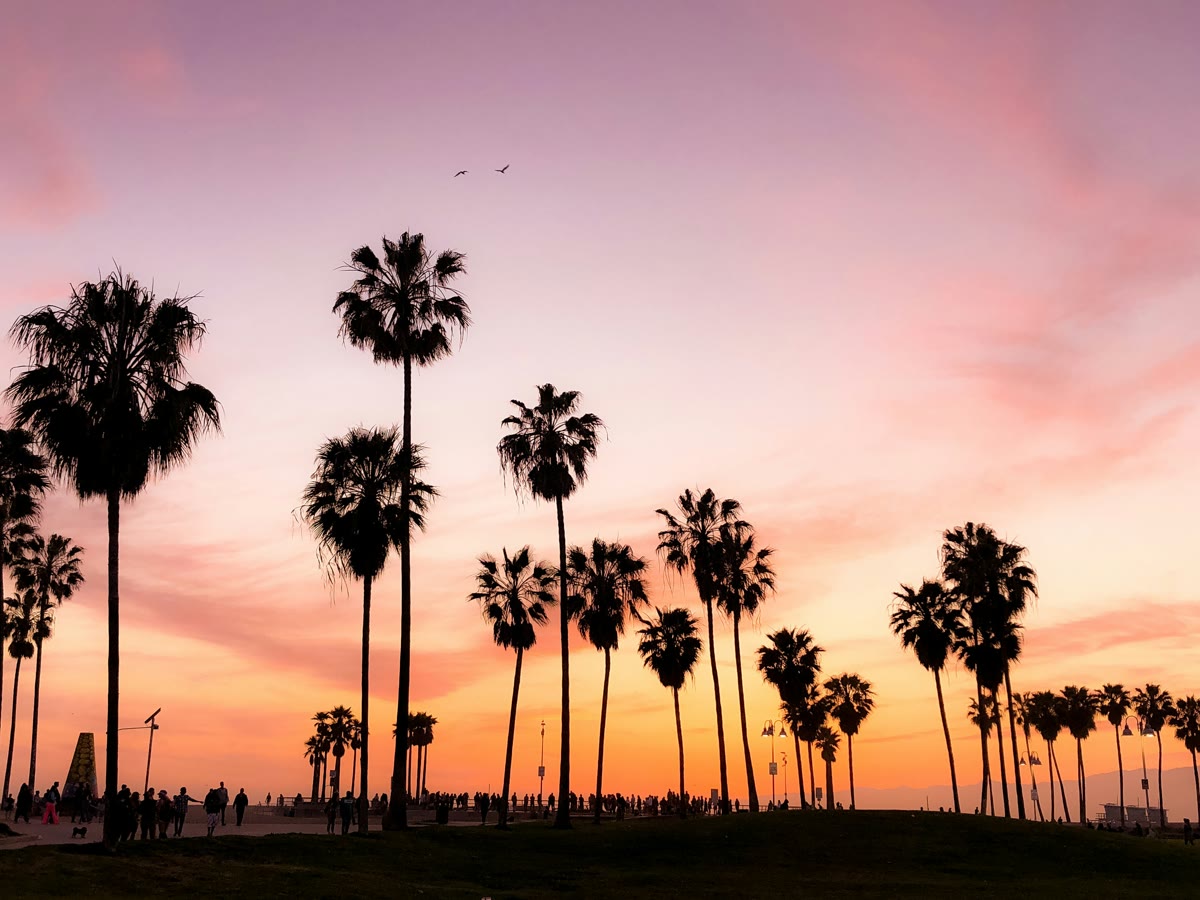 Palm trees silhouetted against a pink and orange California sunset.
